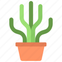 tall, thin, cactus, gardening, cacti, potted