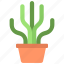 tall, thin, cactus, gardening, cacti, potted 