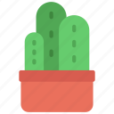 triple, cactus, house, succulent, cacti