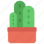 triple, cactus, house, succulent, cacti 