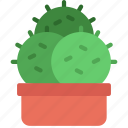 triple, circular, cactus, gardening, cacti, potted