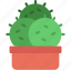 triple, circular, cactus, gardening, cacti, potted 