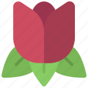 tulip, large, gardening, flower, tulips