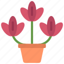 tulips, gardening, flower, tulip, potted