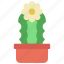 waved, cactus, with, daisy, gardening, cacti 