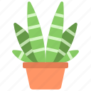 zebra, plant, gardening, potted, pot