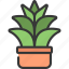 agave, plant, botany, gardening, flower 
