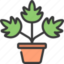 leaf, plant, gardening, flower, potted