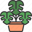 monstera, gardening, plant, potted, cheese