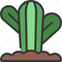 round, cactus, in, ground, gardening, cacti
