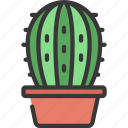 rounded, cactus, botany, house, succulent