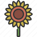 sunflower, stem, gardening, flower, bloom