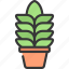tall, agave, gardening, potted, plant 