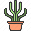 tall, thin, cactus, gardening, cacti, potted