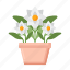 gardenia, plant, nature, flower, pot 