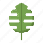 monstera, plant, nature, leaf 