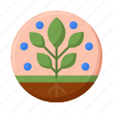 plant, nature, flower, seed