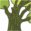 oak, tree, trunk, forest, nature