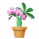 adenium, potted flower, flower, garden, nature, floral, botanical, plant, decoration 