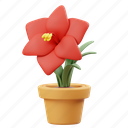 amarilis, potted flower, flower, garden, nature, floral, botanical, plant, decoration 