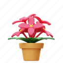 asoca, potted flower, flower, garden, nature, floral, botanical, plant, decoration 