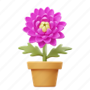 chrysanthemum, potted flower, flower, garden, nature, floral, botanical, plant, decoration 