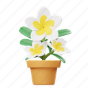 frangipani, potted flower, flower, garden, nature, floral, botanical, plant, decoration 