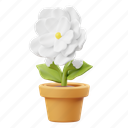 jasmine, potted flower, flower, garden, nature, floral, botanical, plant, decoration 