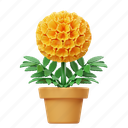 marigold, potted flower, flower, garden, nature, floral, botanical, plant, decoration 