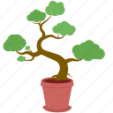 bonsai, potted plant, plant, houseplant, plant pot, leaf, leaves, pot, decoration