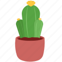 cactus, plant, potted plant, houseplant, plant pot, leaf, leaves, pot, decoration
