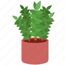 plant, creeping dollar, potted plant, houseplant, plant pot, leaf, leaves, pot, decoration