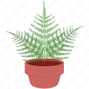 fern, plant, potted plant, houseplant, plant pot, leaf, leaves, pot, decoration