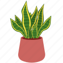 plant, potted plant, houseplant, plant pot, indoor plant, leaf, leaves, pot, decoration