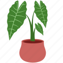 skullcap, plant, potted plant, houseplant, plant pot, leaf, leaves, pot, decoration