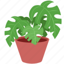 plant, potted plant, houseplant, plant pot, leaf, leaves, pot, decoration