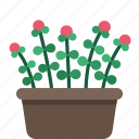 plant, potted plant, flower, garden