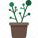plant, potted plant, garden, flower