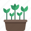 plant, potted plant, flower, garden 