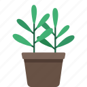 plant, potted plant, flower, garden