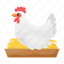 hen, chicken, laying, eggs, nest