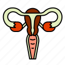 female, reproductive system, uterus, vagina, woman