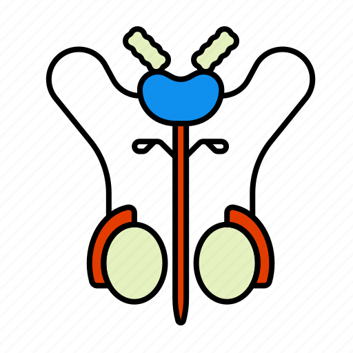 Male, man, penis, prostate, reproductive system icon - Download on Iconfinder