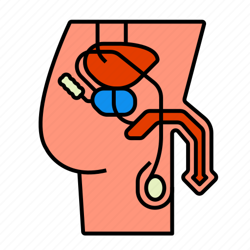 Man, penis, reproductive system icon - Download on Iconfinder