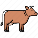 qurban, cow, livestock, farm