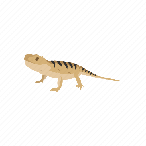 Agamid lizard, animal, bearded dragon, lizard, rakins dragon, reptiles icon - Download on Iconfinder