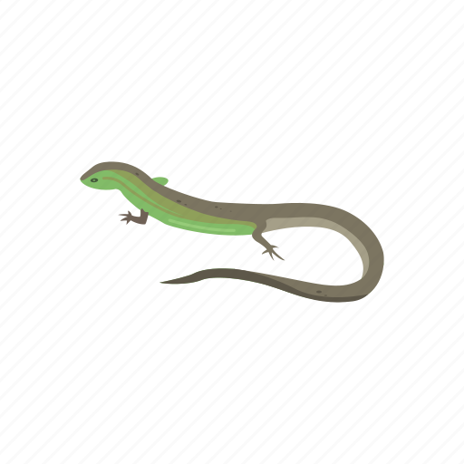 Animal, lizard, racerunner, racerunner lizard, reptile, vertebrates icon - Download on Iconfinder