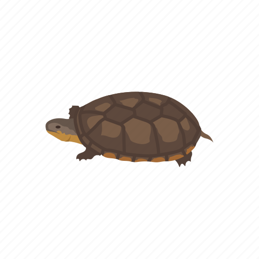 Animal, kinosternon, mud turtle, pet, reptile, shell, turtle icon - Download on Iconfinder