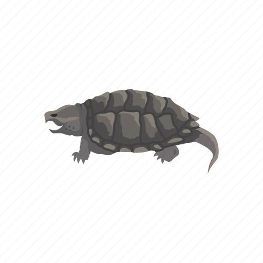 Animal, freshwater turtle, reptiles, serpentina turtle, snapping turtle, turtle, vertebrates icon - Download on Iconfinder