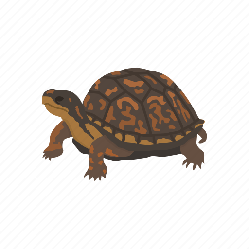 Animal, box turtle, reptiles, shell, terrapene, turtle, vertebrates icon - Download on Iconfinder
